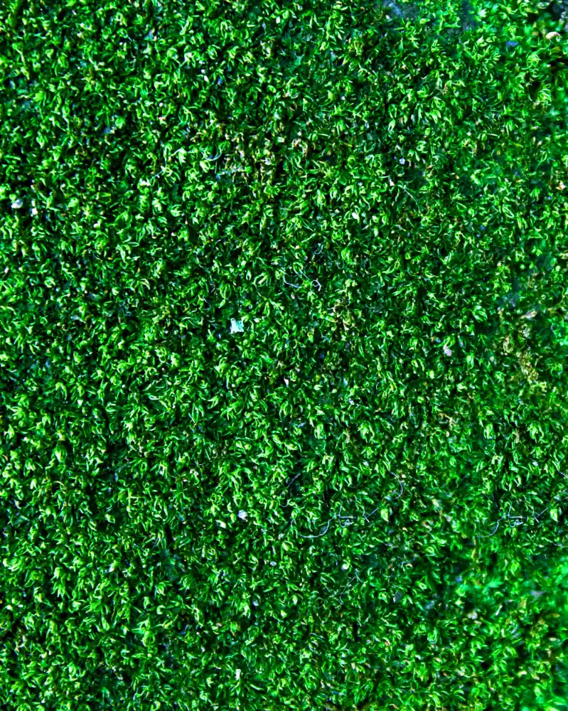 green walls Bulawayo, green walls Zimbabwe, vertical garden Bulawayo, living wall Bulawayo, vertical garden Zimbabwe, living wall Zimbabwe, green wall installation Bulawayo, green wall contractors Bulawayo, green wall design Bulawayo, green wall cost Zimbabwe, low maintenance green wall Zimbabwe, cool building naturally Zimbabwe, passive cooling Bulawayo, natural building cooling Zimbabwe, biophilic design Bulawayo, biophilic design Zimbabwe, vertical garden installation Zimbabwe, plant wall Bulawayo, plant wall Zimbabwe, wall garden Bulawayo, wall garden Zimbabwe, exterior green wall Bulawayo, interior green wall Bulawayo, green wall residential Bulawayo, green wall commercial Bulawayo, green wall office building Zimbabwe, green wall boundary wall Bulawayo, green wall feature wall Bulawayo, green wall entrance Bulawayo, green wall lobby Zimbabwe, sustainable building Zimbabwe, eco-friendly building Bulawayo, energy efficient building Zimbabwe, reduce heat building Zimbabwe, building insulation Zimbabwe, heat reduction wall Zimbabwe, sun shading wall Bulawayo, shade wall plants Zimbabwe, transpiration cooling Zimbabwe, evaporative cooling building Zimbabwe, green wall irrigation Bulawayo, drip irrigation green wall Zimbabwe, automated irrigation green wall Bulawayo, drought tolerant green wall Zimbabwe, low water green wall Bulawayo, green wall plants Zimbabwe, climbing plants wall Bulawayo, trellis wall plants Zimbabwe, modular green wall Bulawayo, pocket panel green wall Zimbabwe, green wall frame installation Bulawayo, green wall Khumalo Bulawayo, green wall Famona Bulawayo, green wall Hillside Bulawayo, green wall Burnside Bulawayo, green wall Ilanda Bulawayo, green wall Sauerstown Bulawayo, landscaping Bulawayo, landscaping Zimbabwe, landscaping company Bulawayo, landscaping contractors Bulawayo, landscaping services Zimbabwe, outdoor landscaping Bulawayo, garden design Bulawayo, garden design Zimbabwe, instant lawn Bulawayo, instant lawn Zimbabwe, artificial grass Bulawayo, artificial grass Zimbabwe, irrigation systems Bulawayo, irrigation systems Zimbabwe, civil construction Bulawayo, civil construction Zimbabwe, Tusker Civils Bulawayo, Tusker Landscapes Bulawayo, property value Zimbabwe, kerb appeal Bulawayo, outdoor living space Bulawayo, outdoor feature wall Zimbabwe, air quality improvement building Zimbabwe, indoor plants wall Zimbabwe, noise reduction wall Bulawayo, privacy wall plants Bulawayo, screening wall plants Zimbabwe, garden wall Zimbabwe, garden wall Bulawayo, green building Zimbabwe, sustainable landscaping Bulawayo, sustainable landscaping Zimbabwe, property upgrade Bulawayo, commercial property landscaping Zimbabwe, residential landscaping Bulawayo, estate landscaping Zimbabwe, corporate landscaping Bulawayo