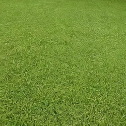 Bermuda instant lawn installed by Tusker Civils and Landscapes in Bulawayo